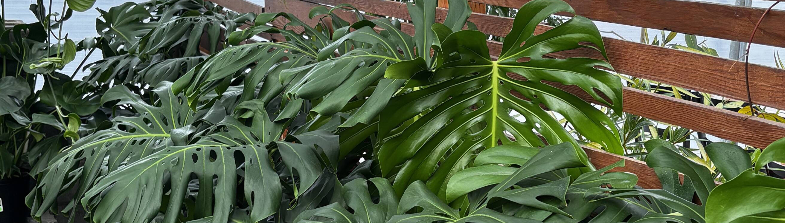 The Houseplant Hub