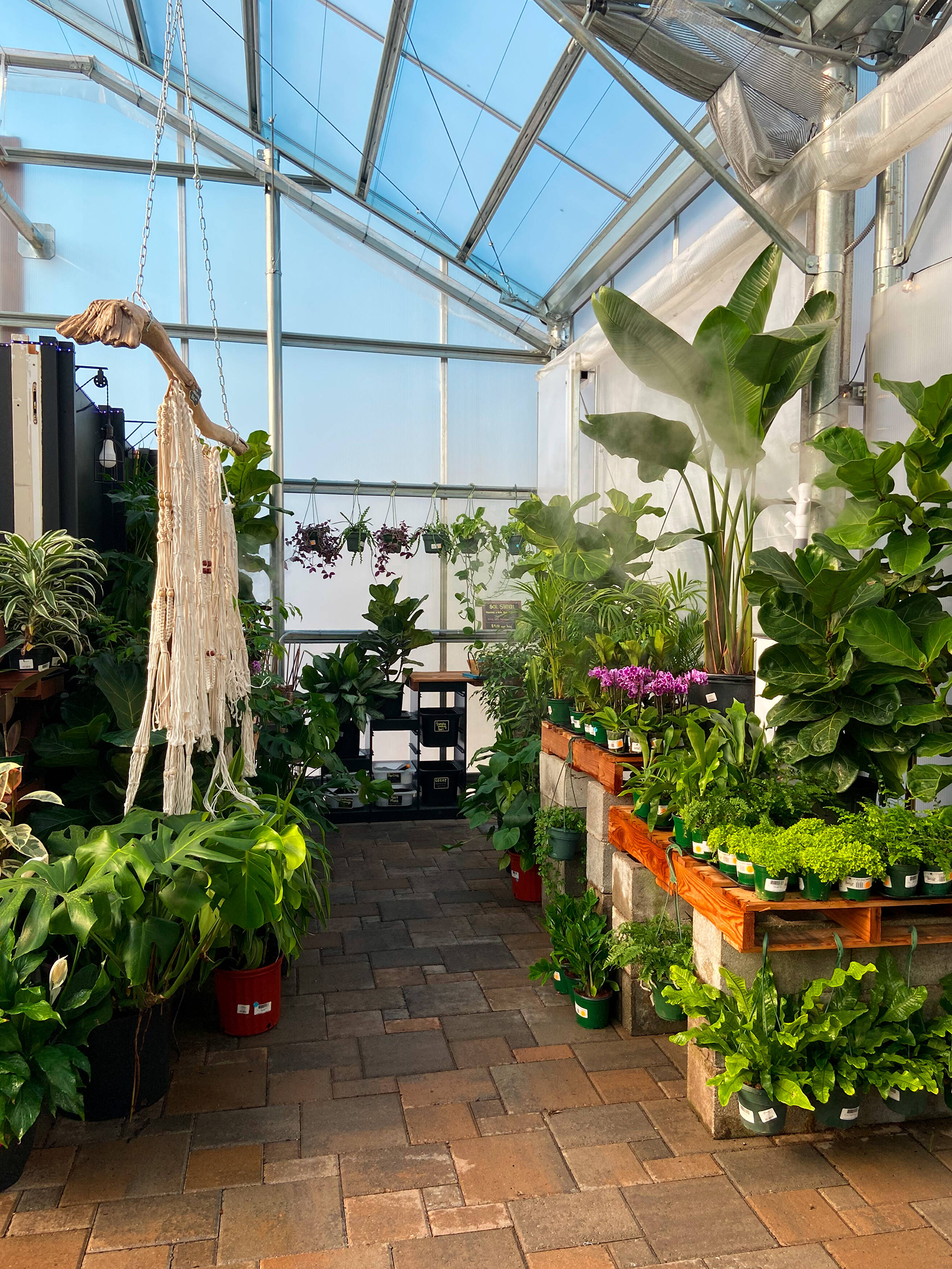 Home | The Houseplant Hub